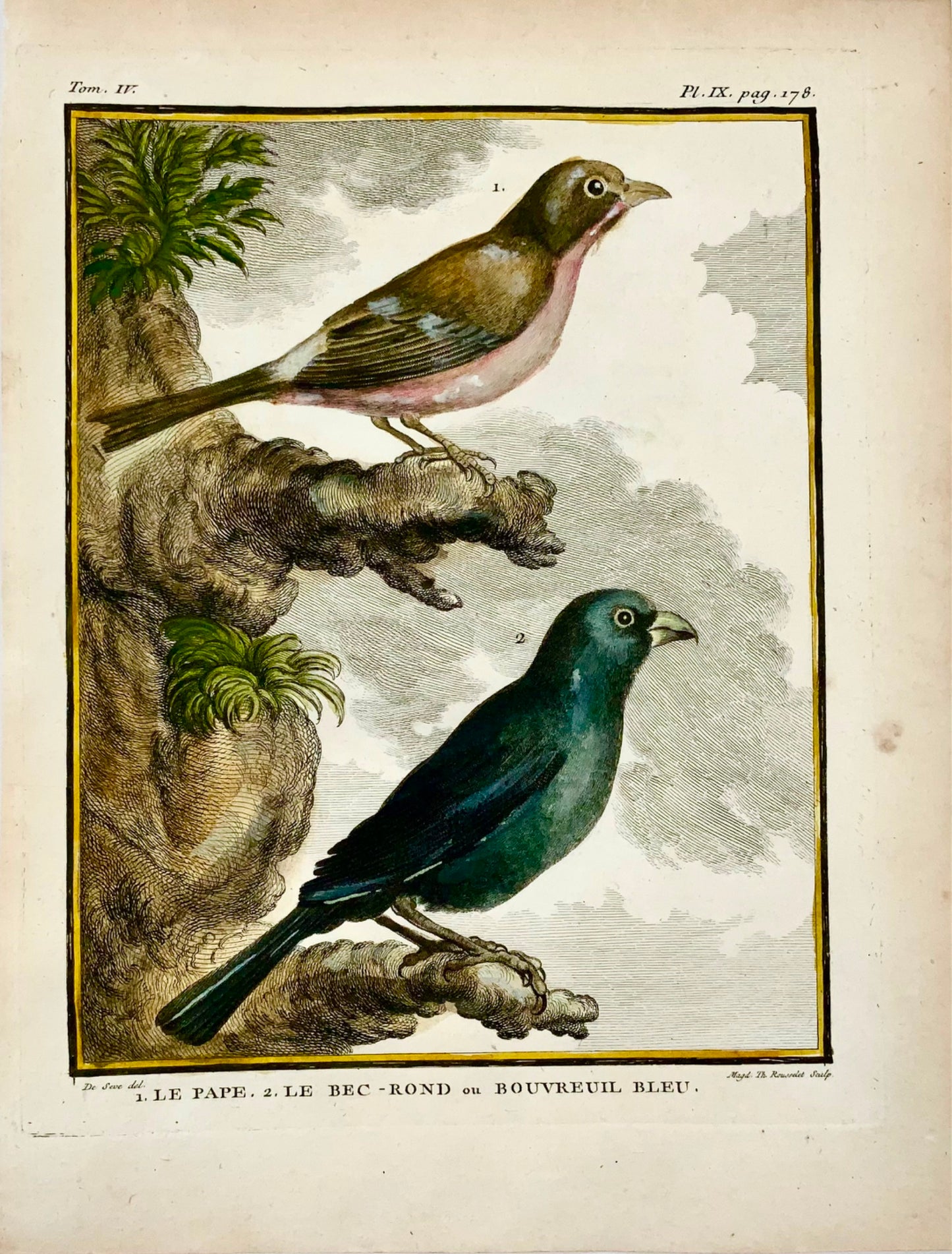 1779 de Seve - BULLFINCHES - Ornithology - 4to Large Edn engraving