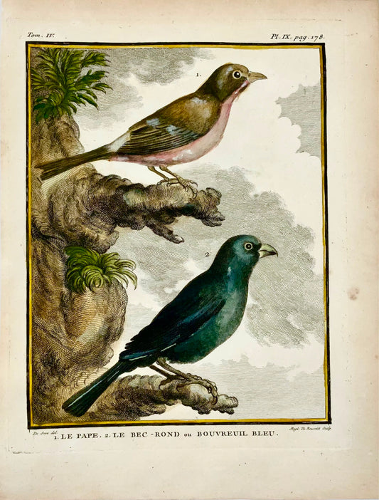 1779 de Seve - ciuffolotti - Ornitologia - 4to Grande incisione Edn