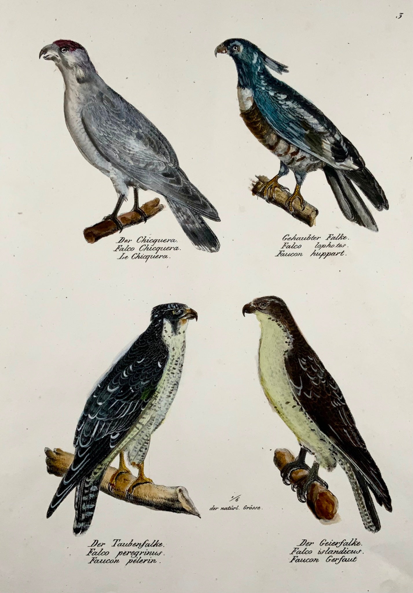 1830 FALCONS, Oiseaux - Ornithologie Brodtmann lithographie FOLIO colorée à la main