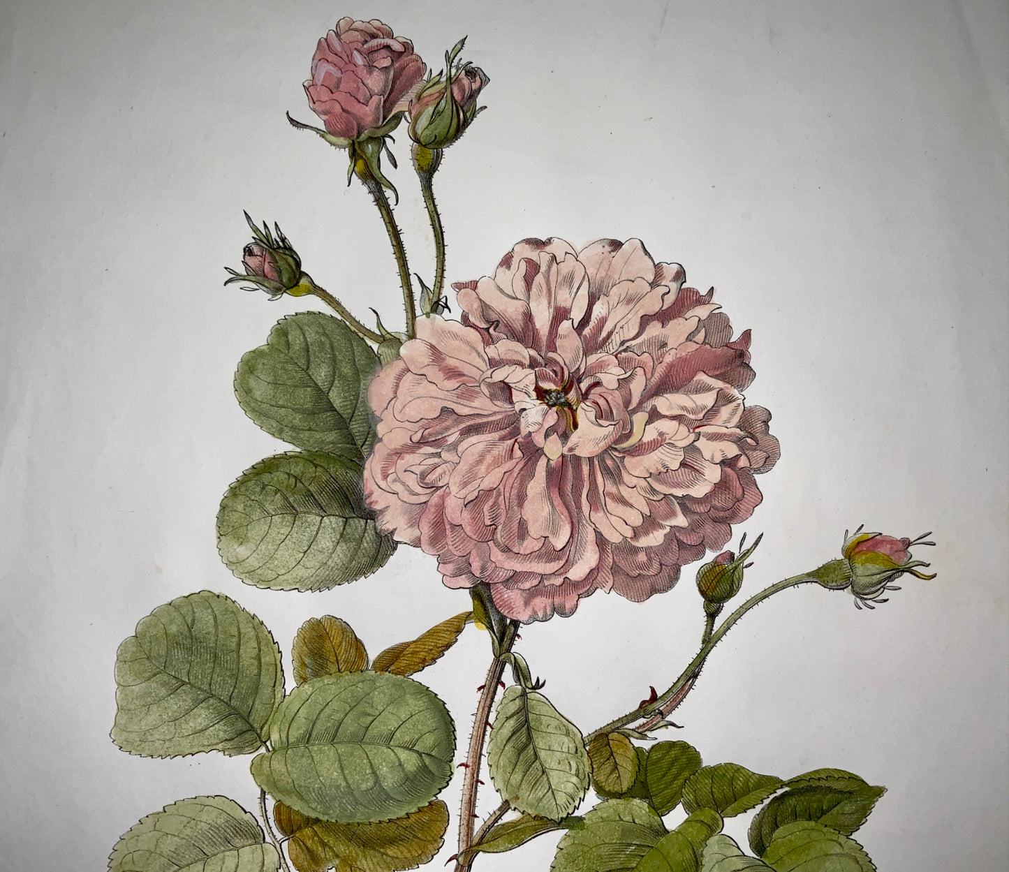 1860 c Anton Hartinger (b1806) ROSA LEDA Stone Lithograph hand coloured. Folio - Botany