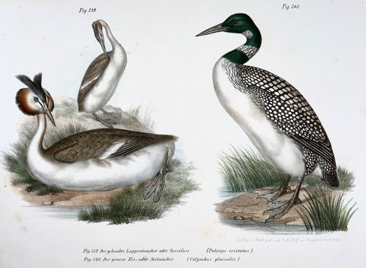 1860 Grebe, Loon, Fitzinger, colour lithograph with hand finish, ornithology