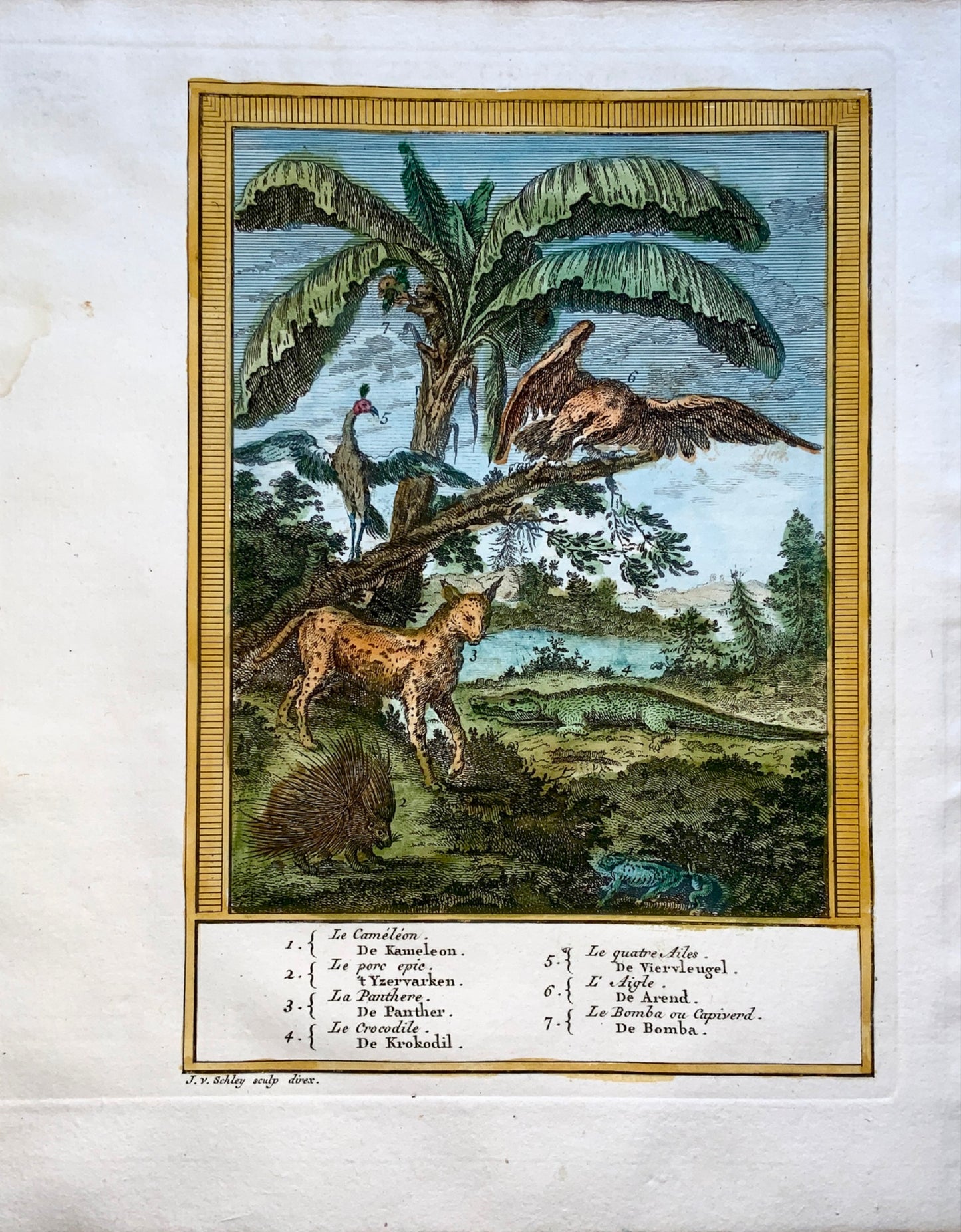 1750 Schley - Cameleon Porcupine Panther Crocodile Minivet - Handcol. Engraving - Zoology