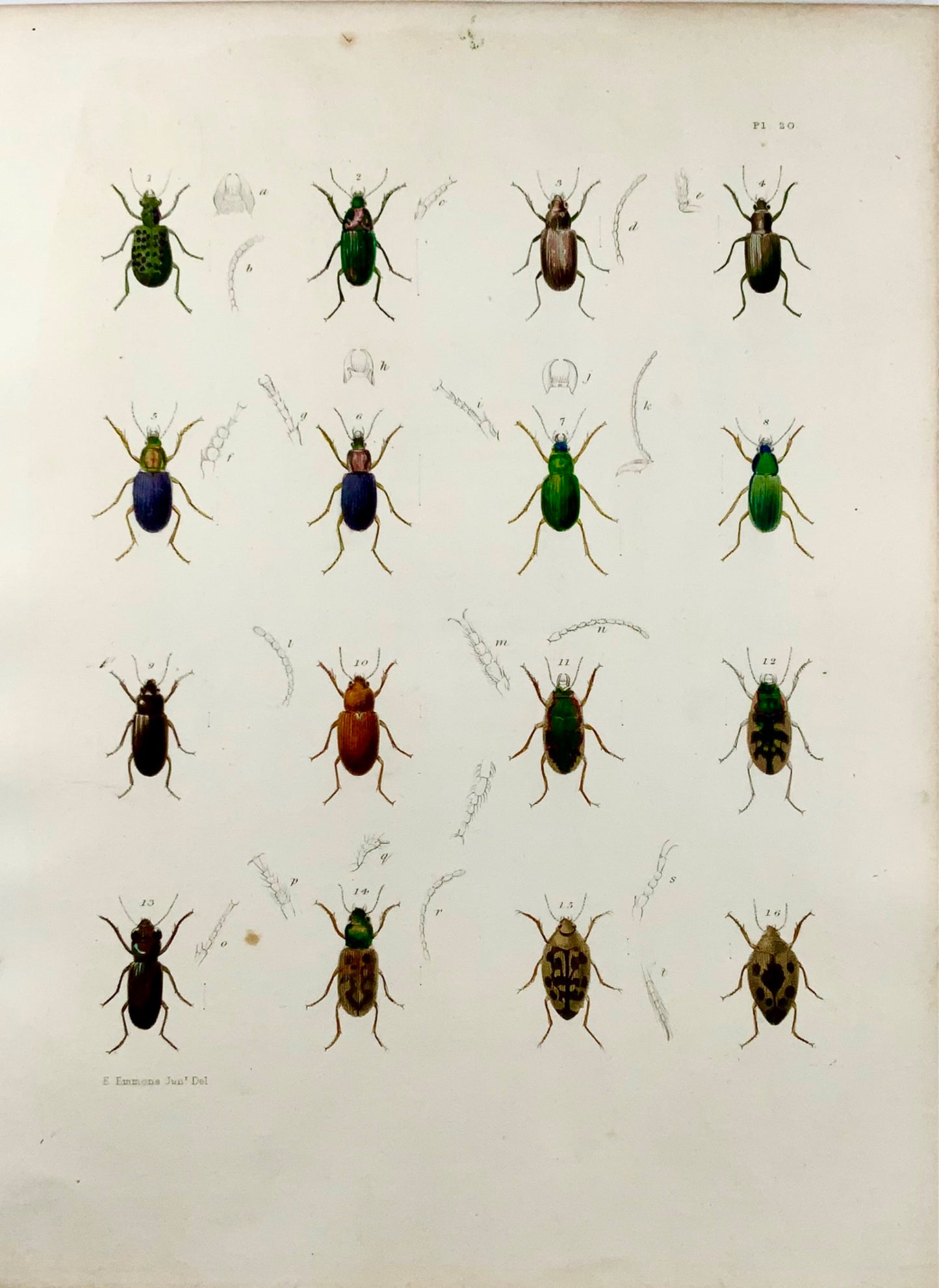 1854 New York Beetles, Pease lith; Emmons, grande litografia in pietra colorata a mano