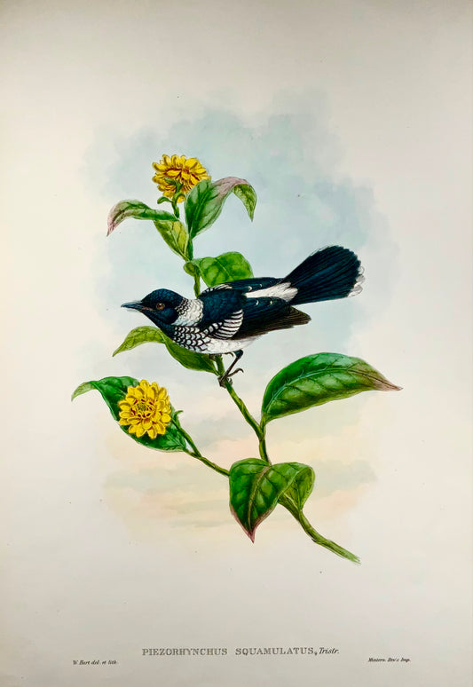 1888 Pied Flycatcher, John Gould (b1804), magnificent hand coloured lithograph, ornithology