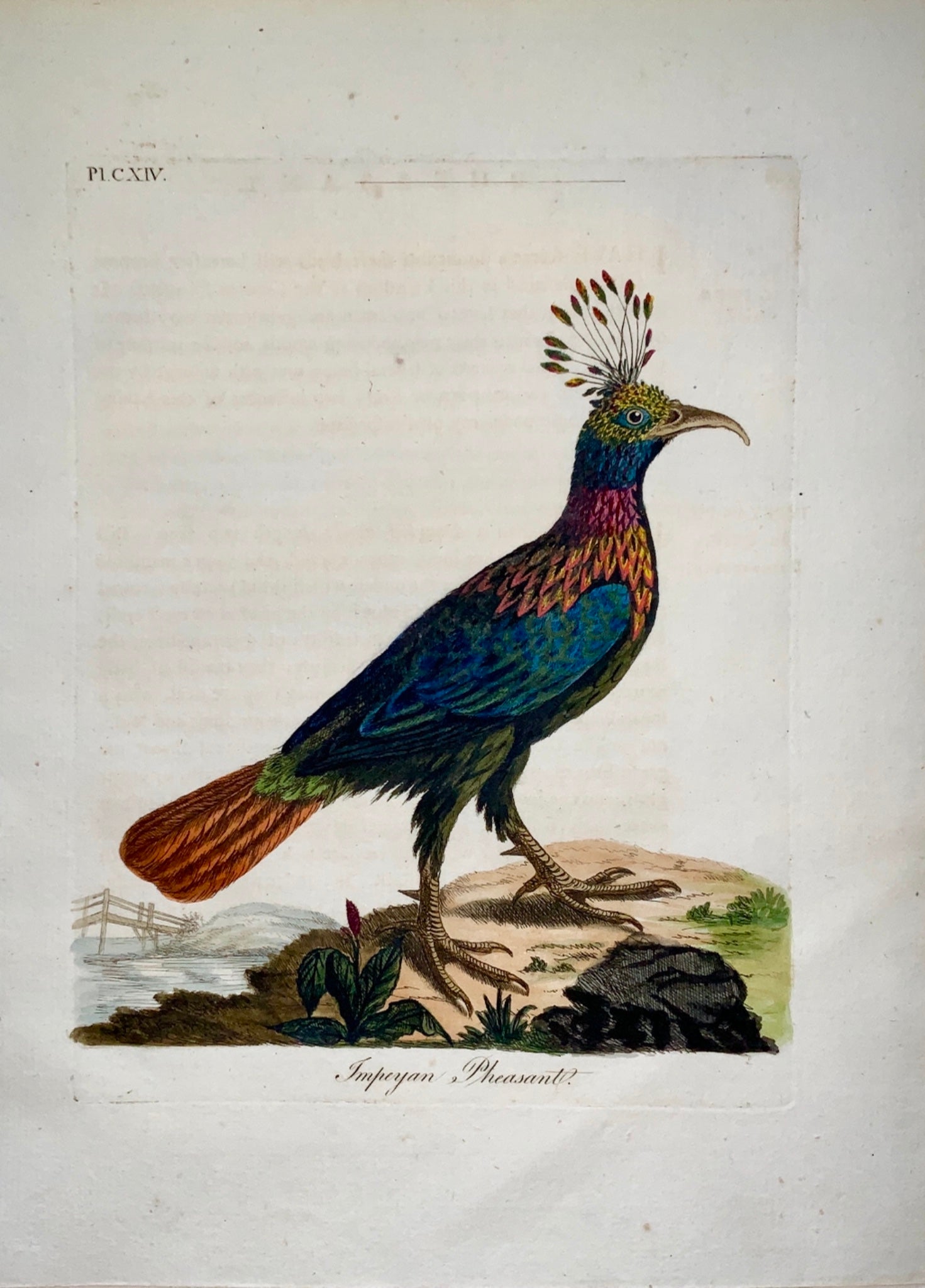 1785 John Latham - Synopsis - Himalayan MONAL pheasant - Ornithology - hand coloured