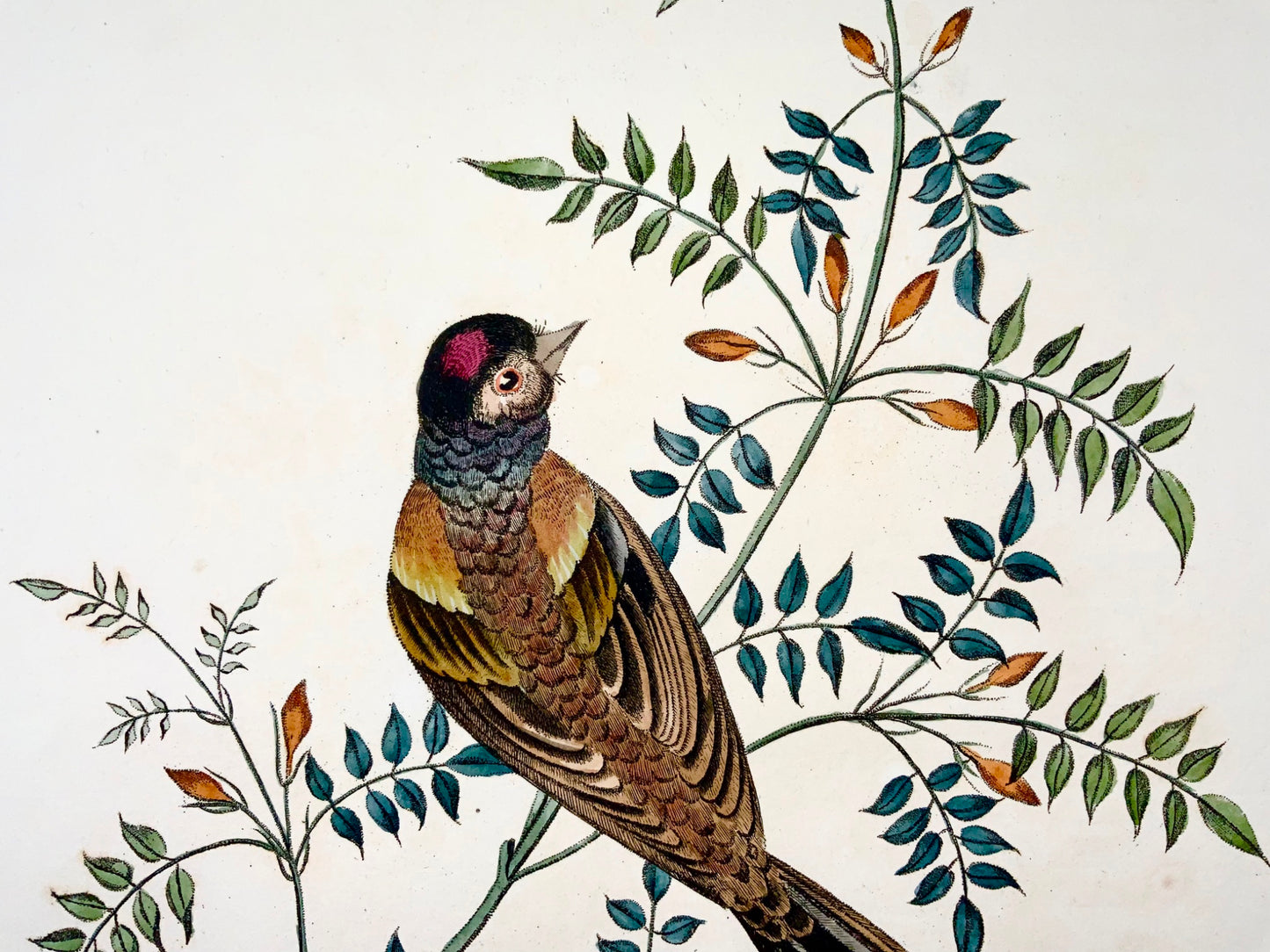 1819 George Brookshaw (b 1751), ornithology, Finch, foliate border