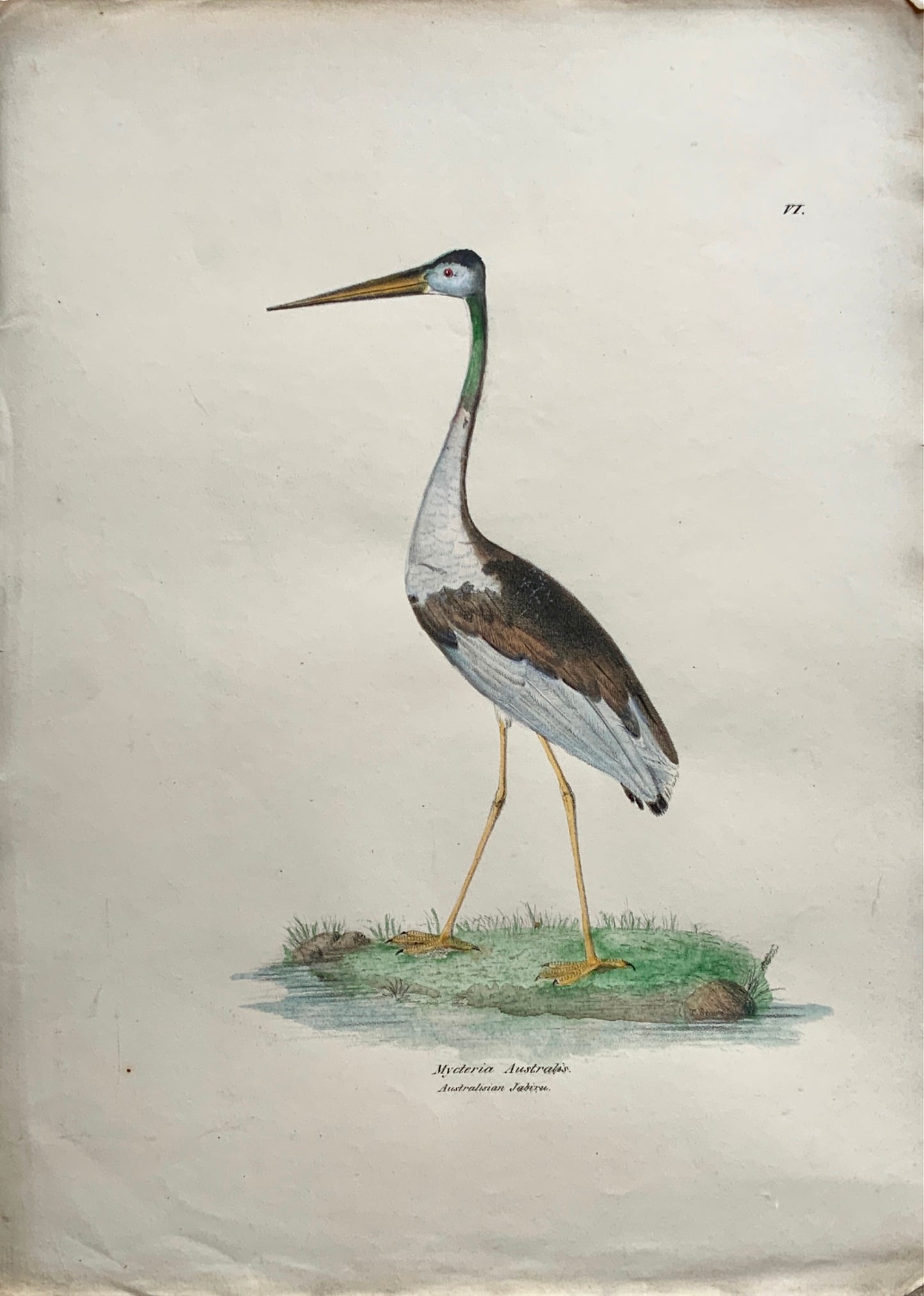 1846 AUSTRALIAN JABIRU Ornithology - Brown hand coloured Large Folio (36cm)