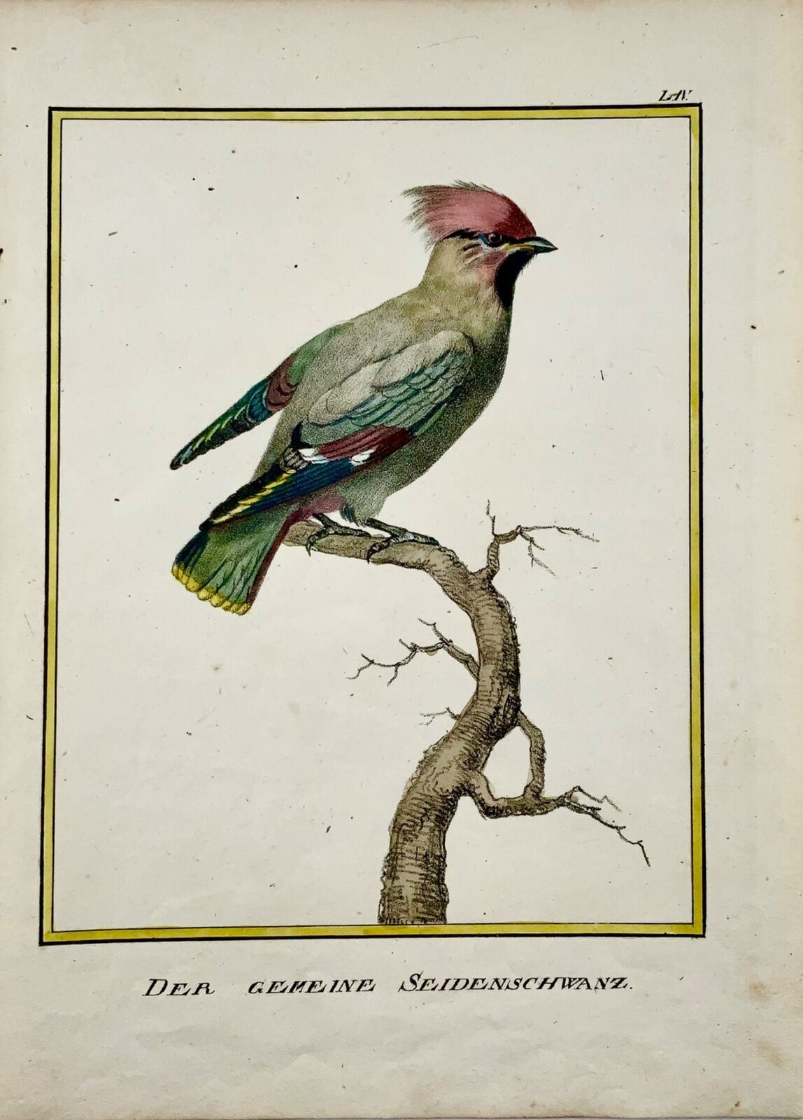 1816 Waxwing, ornitologia, K. Schmidt, 4a mano a colori, incunaboli di litografia