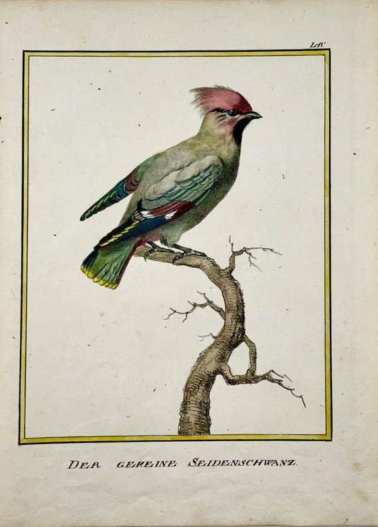 1816 Waxwing, ornithology, K. Schmidt, 4to hand color, incunabula of lithography