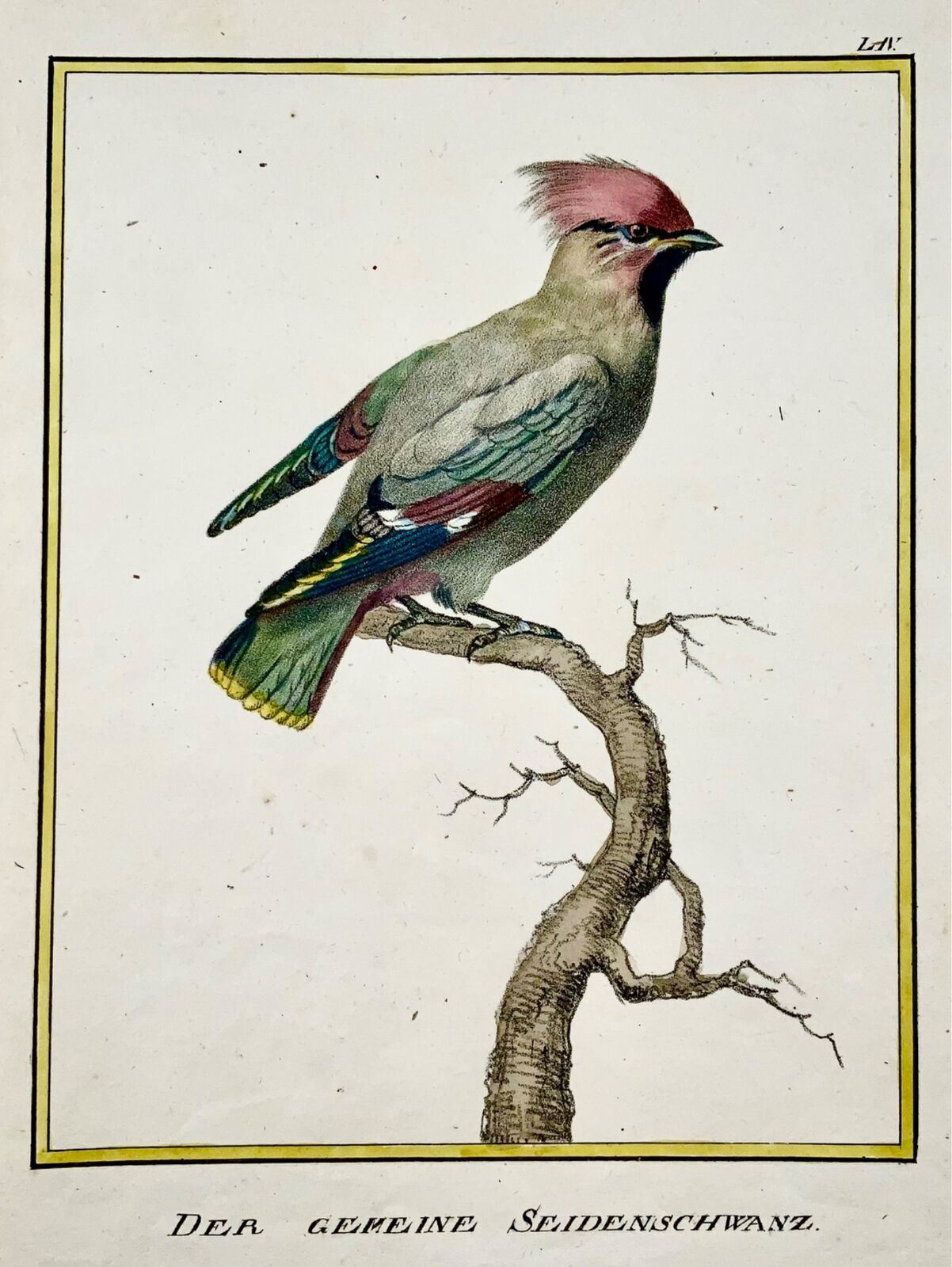 1816 Waxwing, ornithology, K. Schmidt, 4to hand color, incunabula of lithography