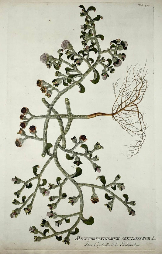 1788 Ice Plant, botanique, JJ Plenck, Icones plantarum, folio 45cm coloré à la main