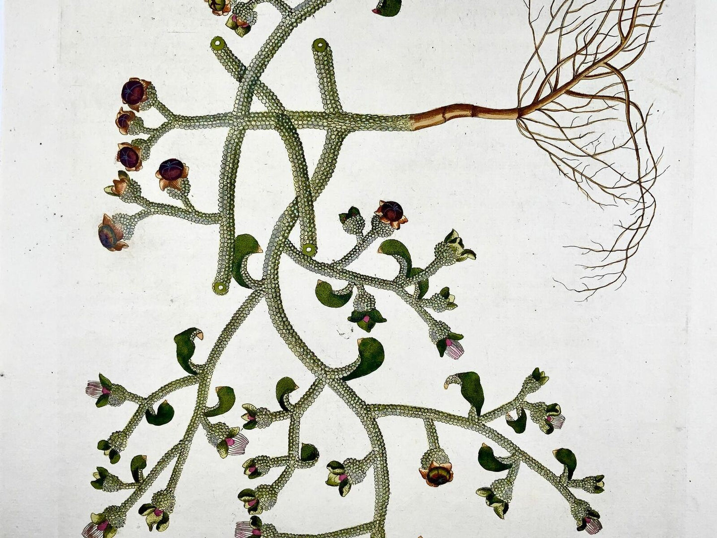 1788 Ice Plant, botany, J. J. Plenck, Icones plantarum, 45cm folio hand coloured