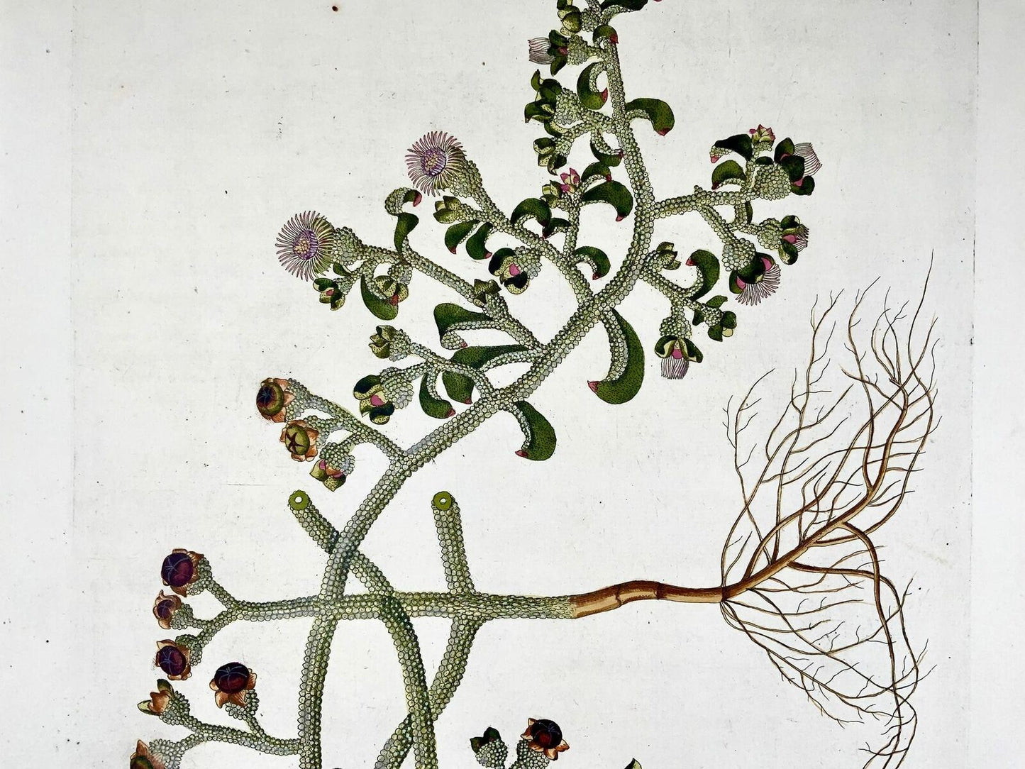 1788 Pianta del ghiaccio, botanica, JJ Plenck, Icones plantarum, folio di 45 cm colorato a mano