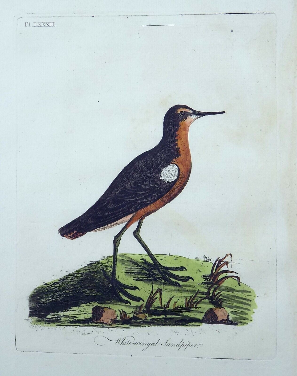 1785 John Latham, Synopsis, Extinct SANDPIPER, hand coloured engraving, ornithology