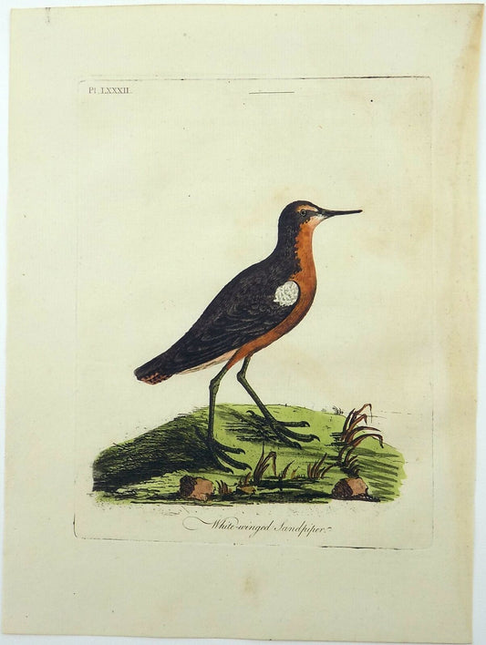 1785 John Latham, Synopsis, Bécasseau éteint, gravure colorée à la main, ornithologie