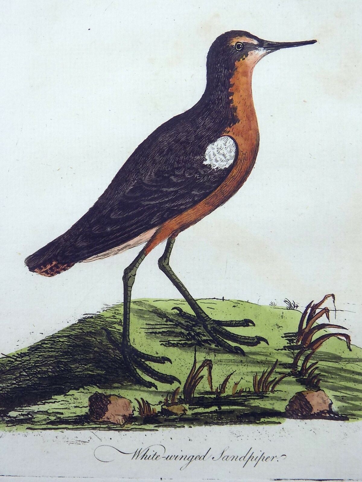 1785 John Latham, Sinossi, SANDPIPER estinto, incisione colorata a mano, ornitologia