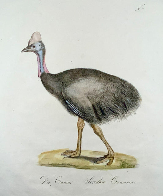 1816 Cassuari, ornitologia, imp. foglio 42,5 cm, Brodtmann, incisione magistrale
