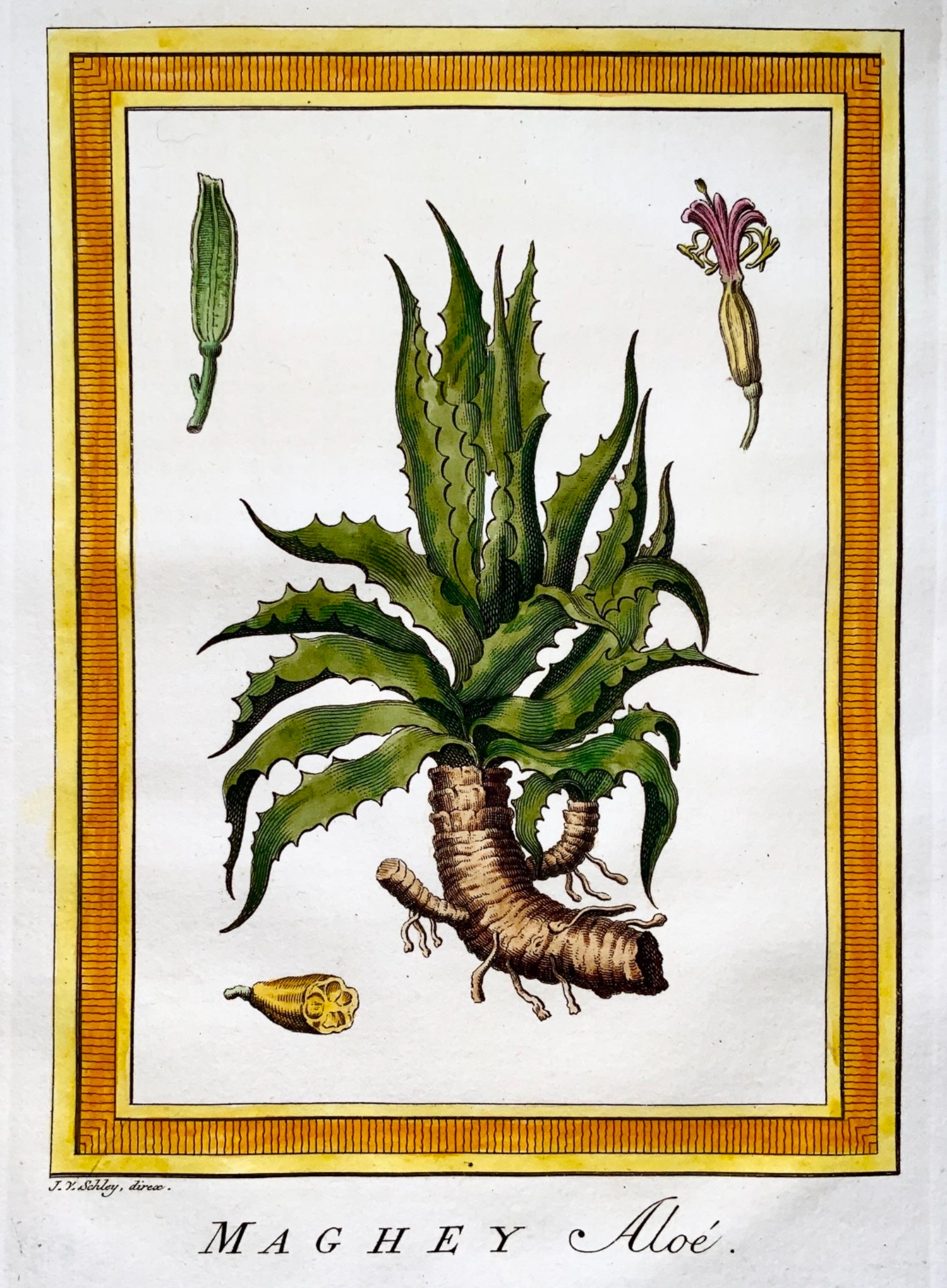 1770 Schley - Hand coloured engraving MAGHEY ALOE Mexico - Botany