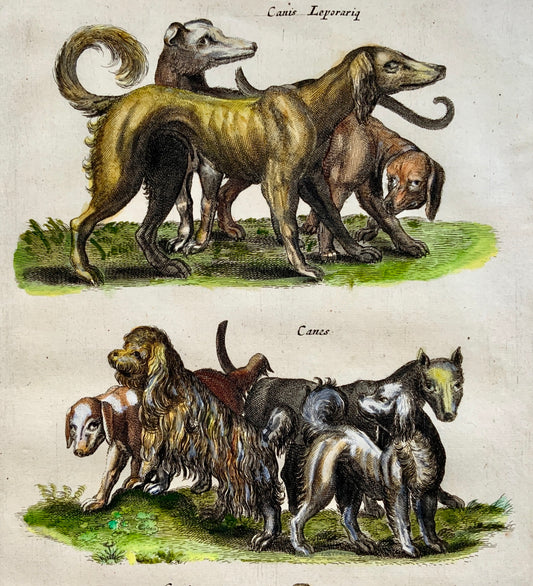 1657 Domestic Dogs - Mammal - Matt. MERIAN Folio Handcolored Engraving