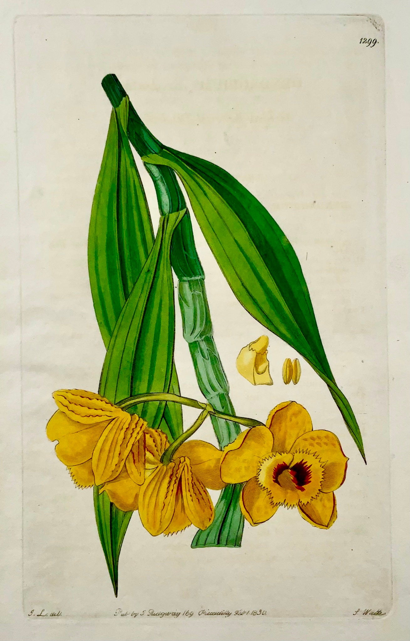 1830 Orchid, S. Watts, copper engraving, fine original hand colour, botany