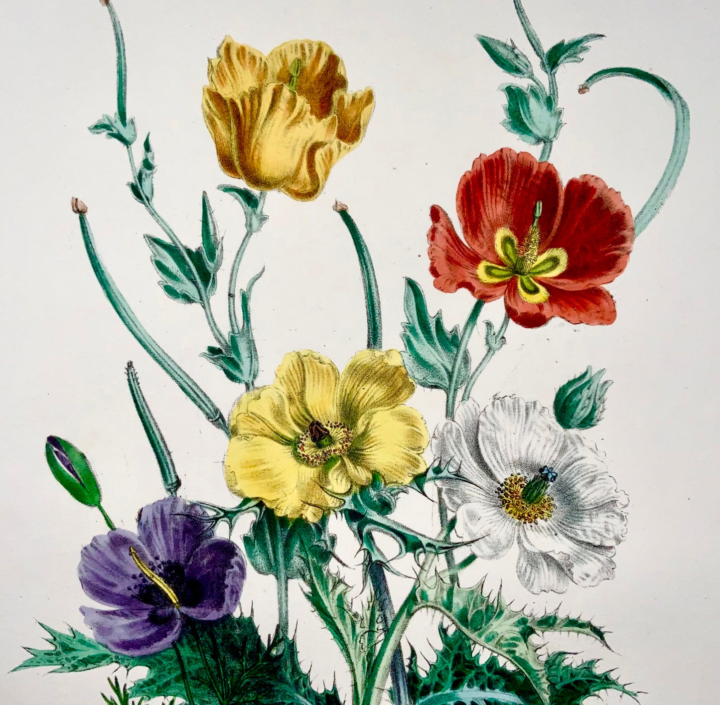 1841 Jane Loudon, Exotic Poppies, litografia colorata a mano, mazzo di fiori 