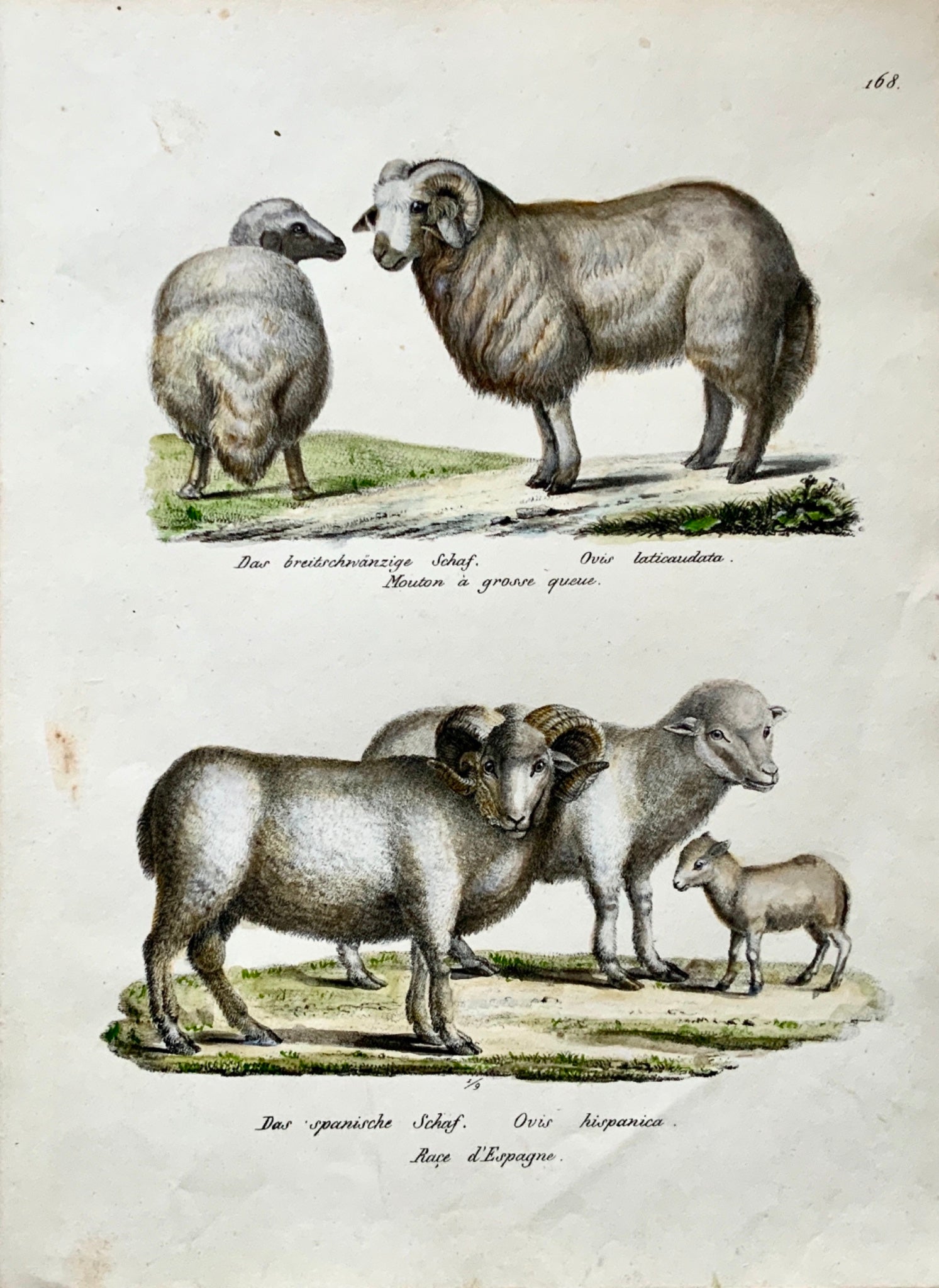 1824 SHEEP Mammals K. Brodtmann ORIGINAL handcol FOLIO stone lithography