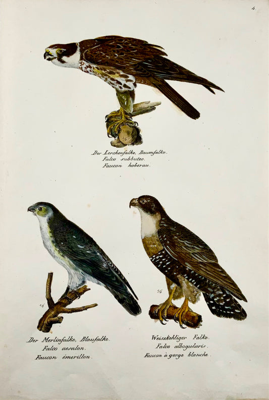 1830 Merlin Falcon - Ornitologia Brodtmann litografia FOLIO colorata a mano