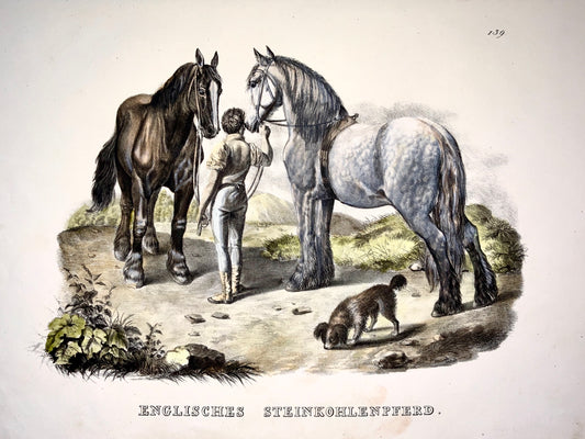 1824 Shire Horses - K.J. Brodtmann handcol FOLIO stone lithography - Mammal