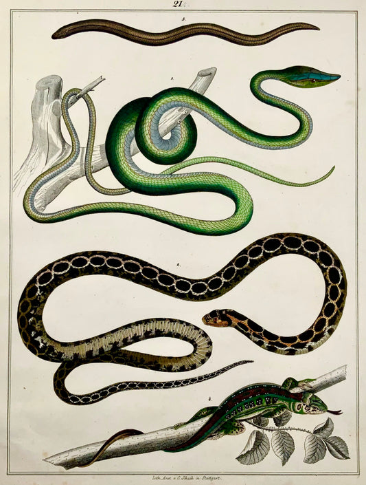 1831 SERPENTI Scinchi - Folio grande - incisione colorata a mano per Oken - Rettili