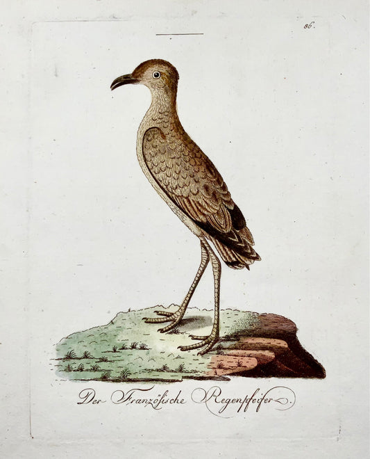 1793 John Latham, Plover, ornitologia, raro in quarto, col. incisione su rame