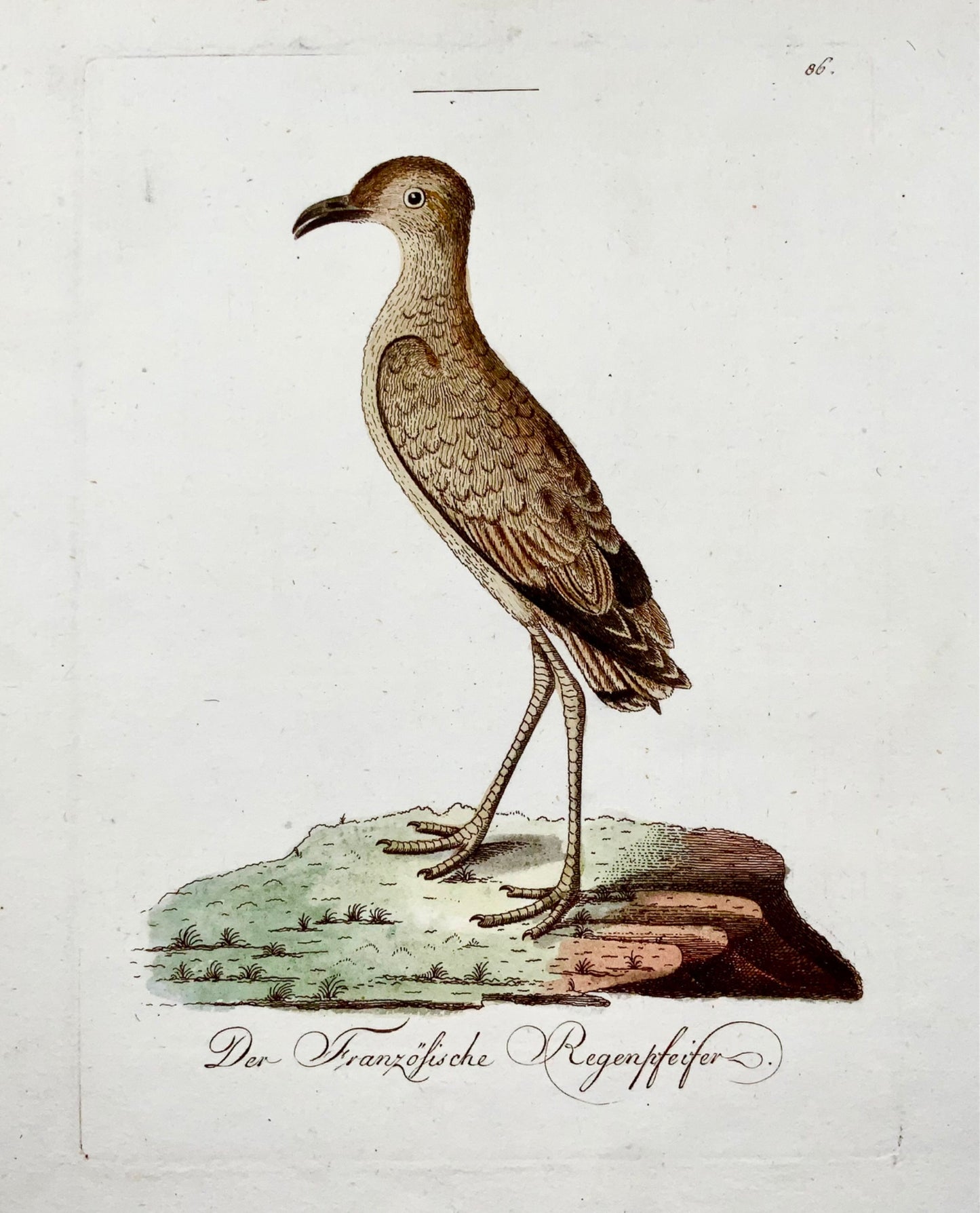 1793 John Latham, Pluvier, ornithologie, in-quarto rare, col. gravure sur cuivre