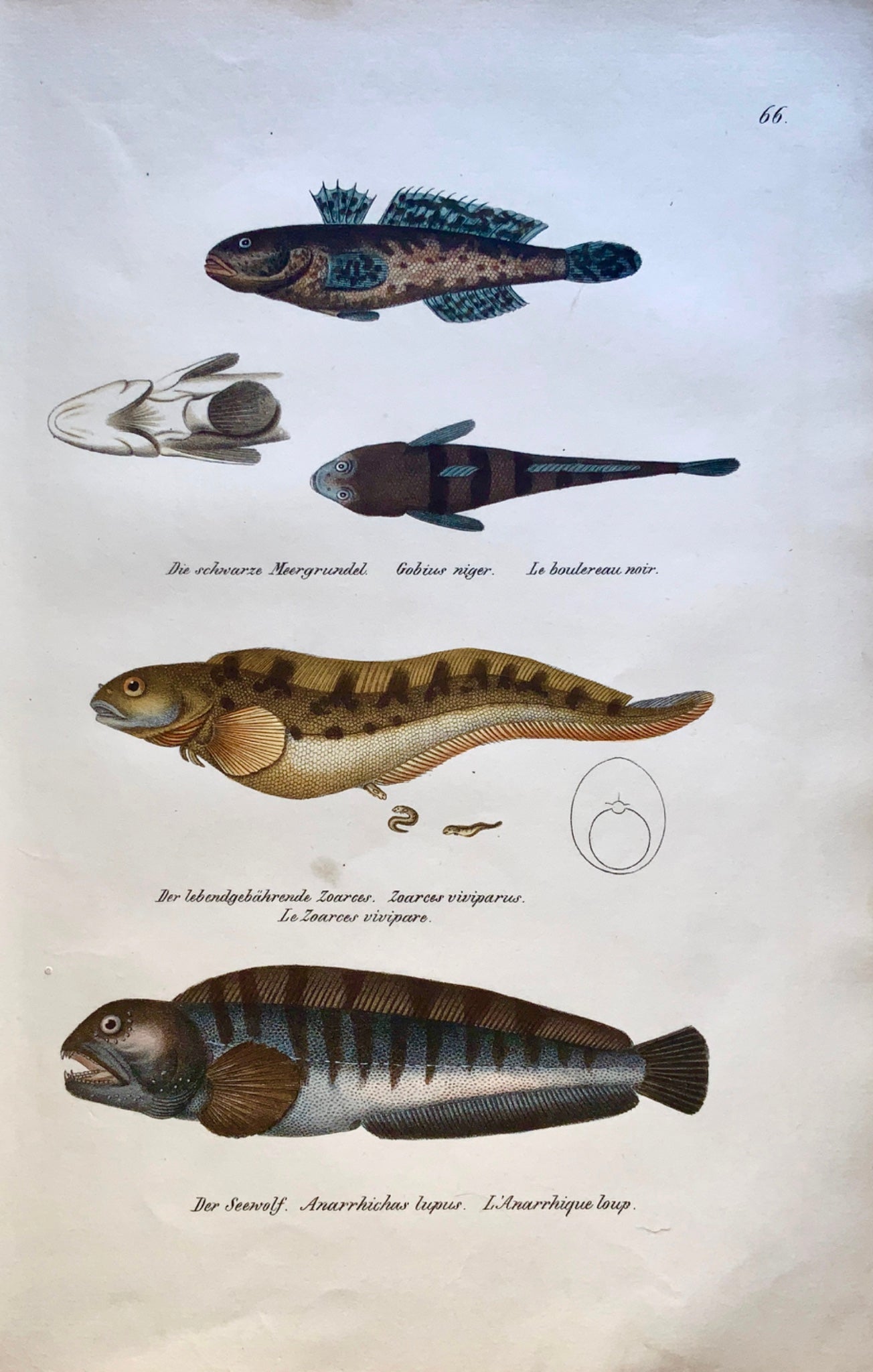 1833 H. Schinz (1777-1861) SEAWOLF Zoarces Goby Fish - Handcol. lithograph