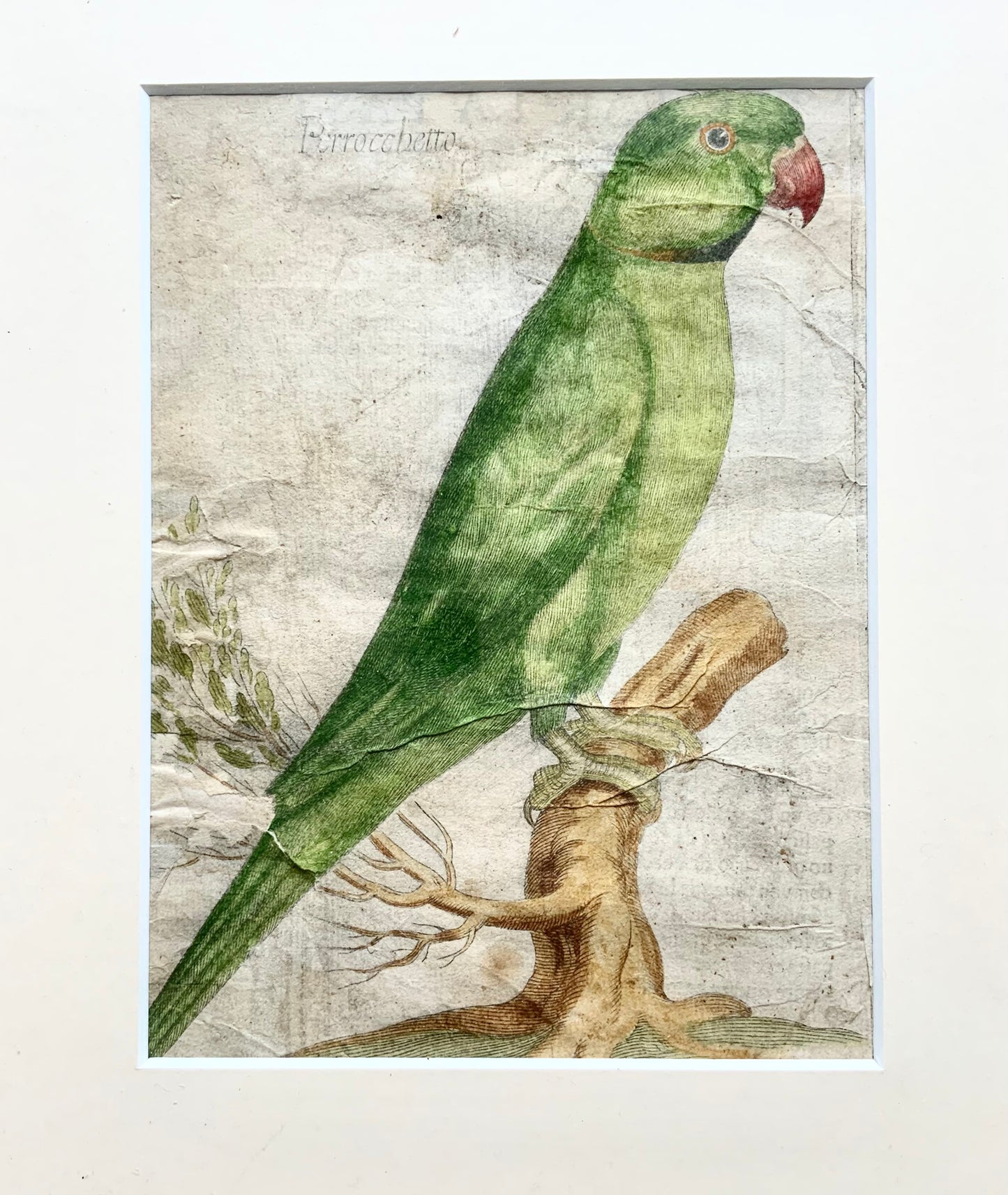 1622 Antonio Tempesta; Fr. Villamena, Parakeet [Parrochetto Pasta], ornithology