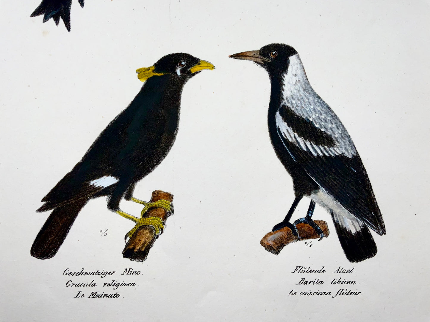 1830 Motmot, Myna, ornithologie, Brodtmann, lithographie folio coloriée à la main