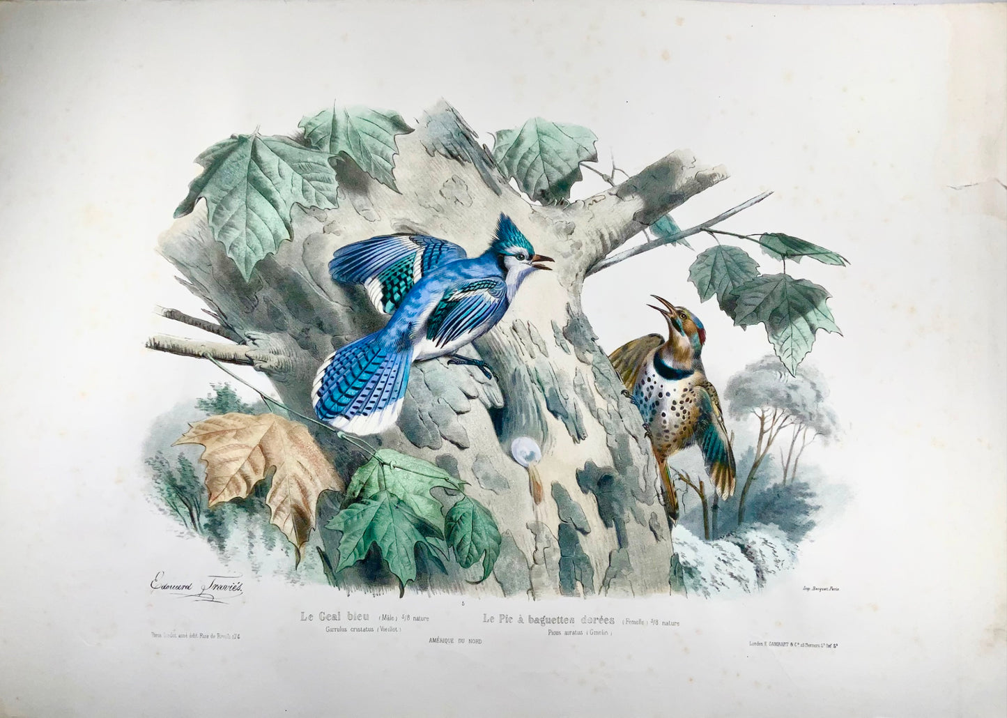 1857 Ed Travies [b1809] 45 x 62cm, Le Geai bleu, Le pic, ornithology