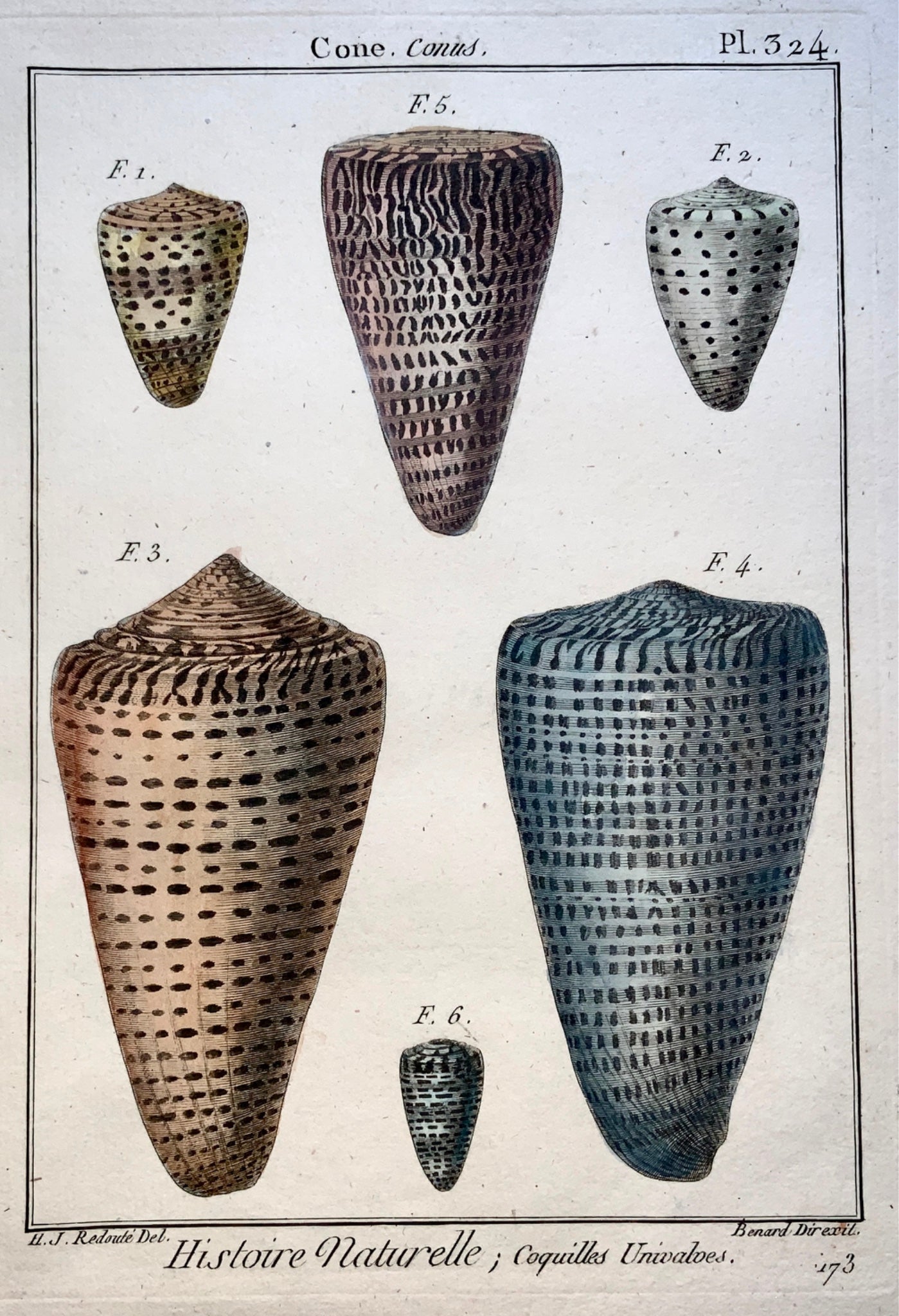 1789 J. B. Lamarck; H.J. Redoute - CONE Conus Seashell - Conchology hand colour