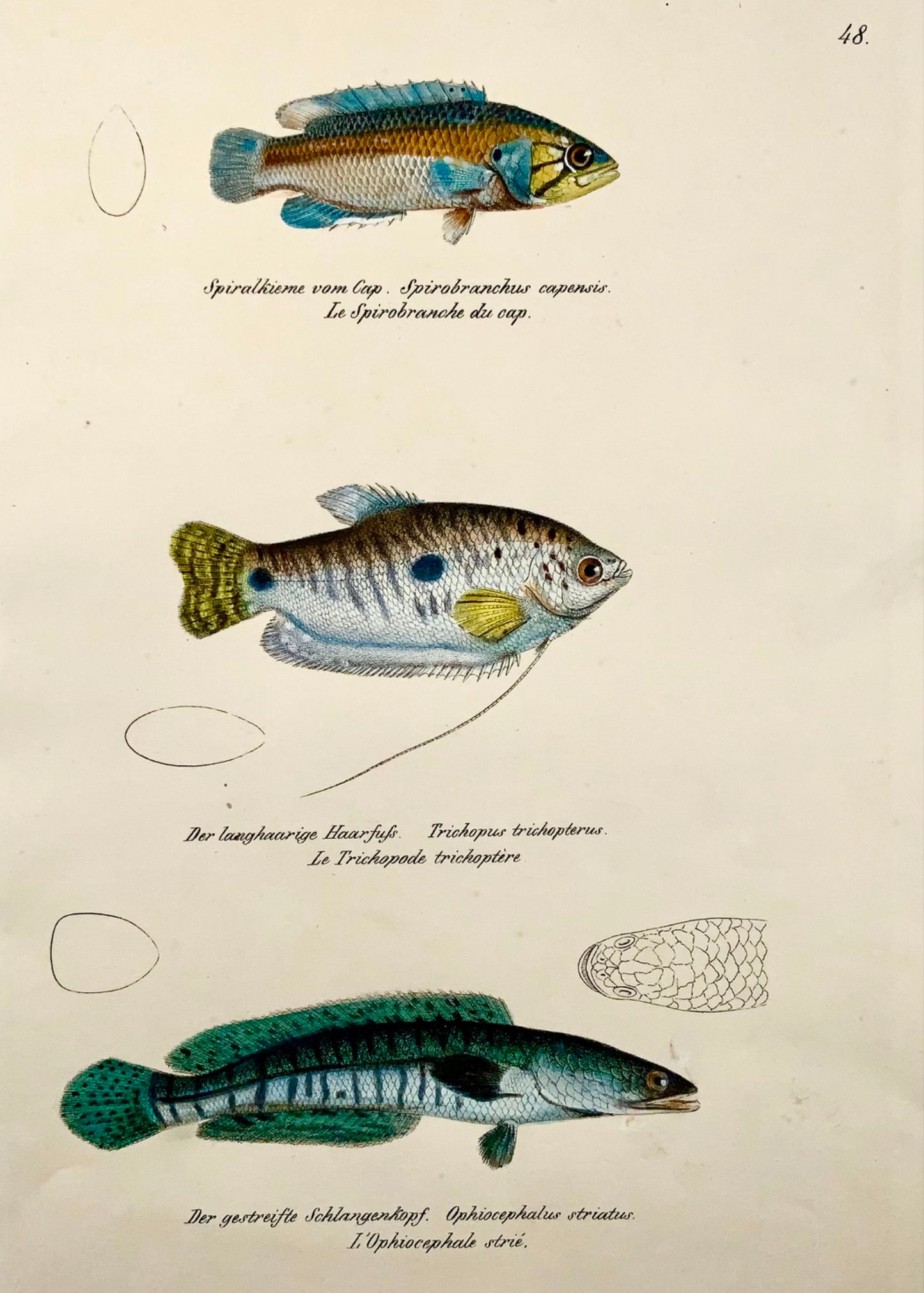 1833 Gourami, Snakehead, poissons d'aquarium, H Schinz, folio, lithographie coloriée