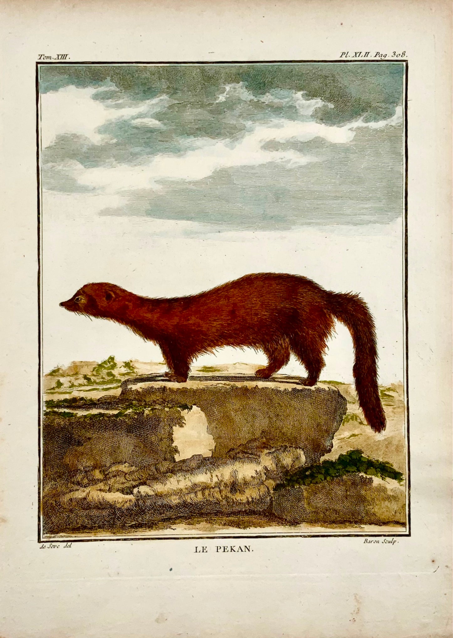 1766 De Seve - FISHER - Grande incisione colorata a mano edizione QUARTO - Mammifero