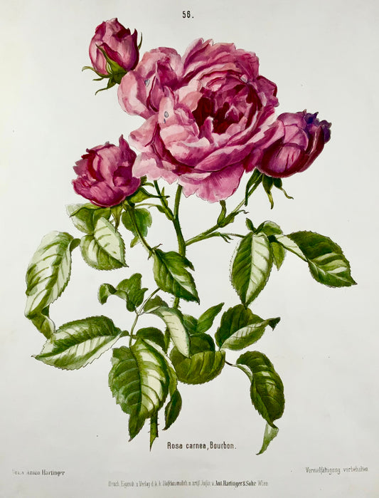 1860 Hartinger (b1806) Roses, Bournon, 35cm stone lithograph, hand coloured, bo
