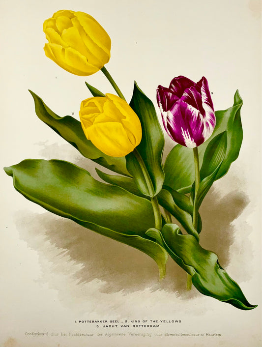 1901 Dutch Tulips - Florilegium Harlemense - 36cm - Botany