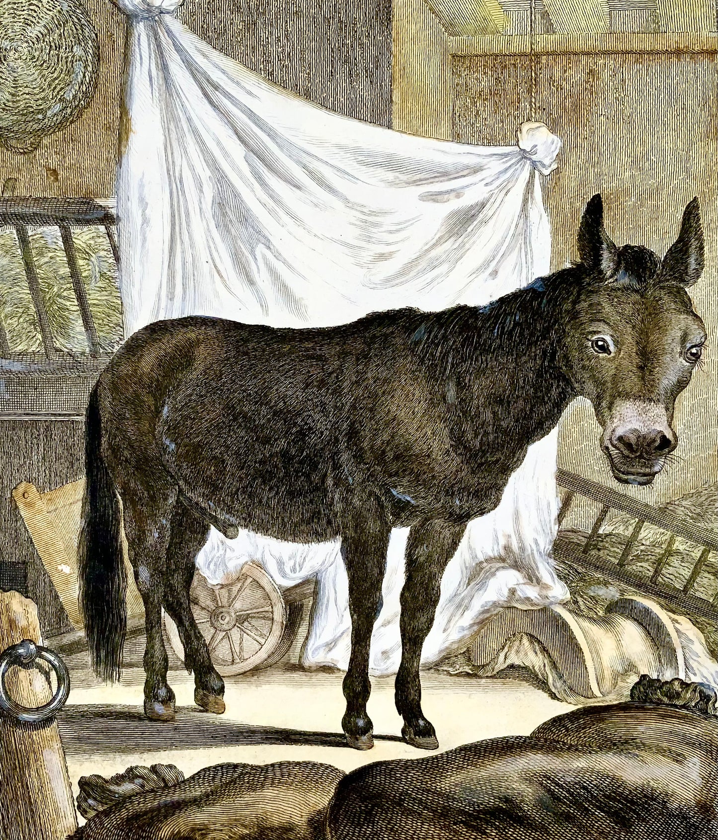1766 De Seve; Bardeau Donkey large QUARTO edition hand colored engraving - Mammal