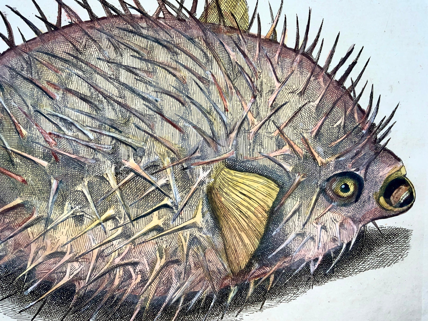 1686 Richard Hunt after Silviani - Porcupine Fish - folio copper engraving