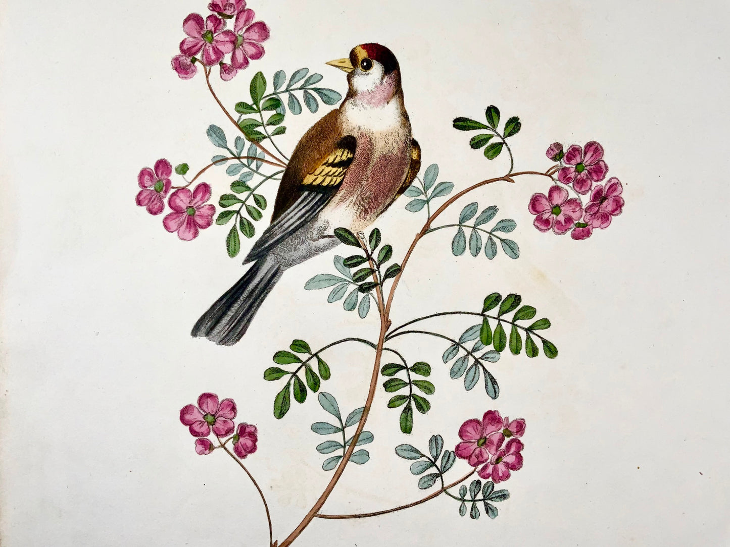 1819 George Brookshaw (b 1751), ornithology, Goldfinch, foliate border