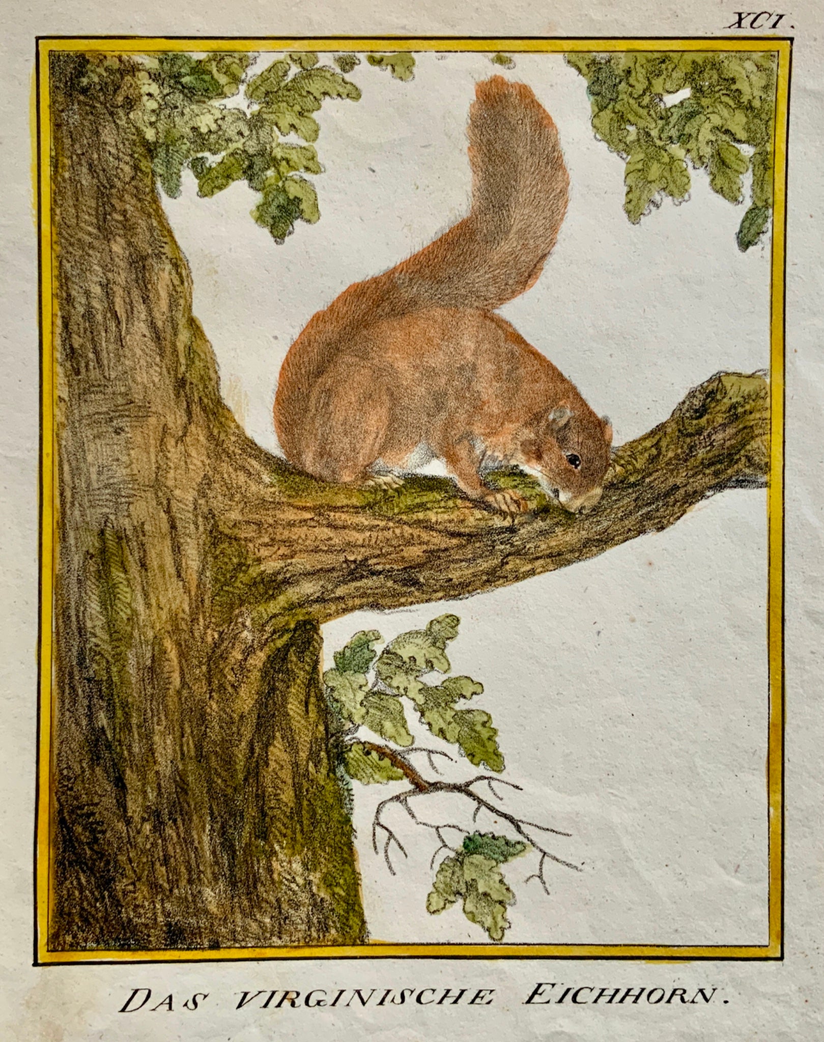1816 American Squirrel INCUNABULA OF LITHOGRAPHY K. Schmidt 4to hand coloured - Mammal