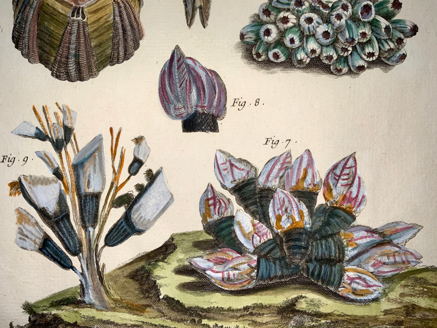 1751 Martinet - Coquilles de Mer Multivalves - Sea Shells - Marine Aquatics - hand coloured 39 cm