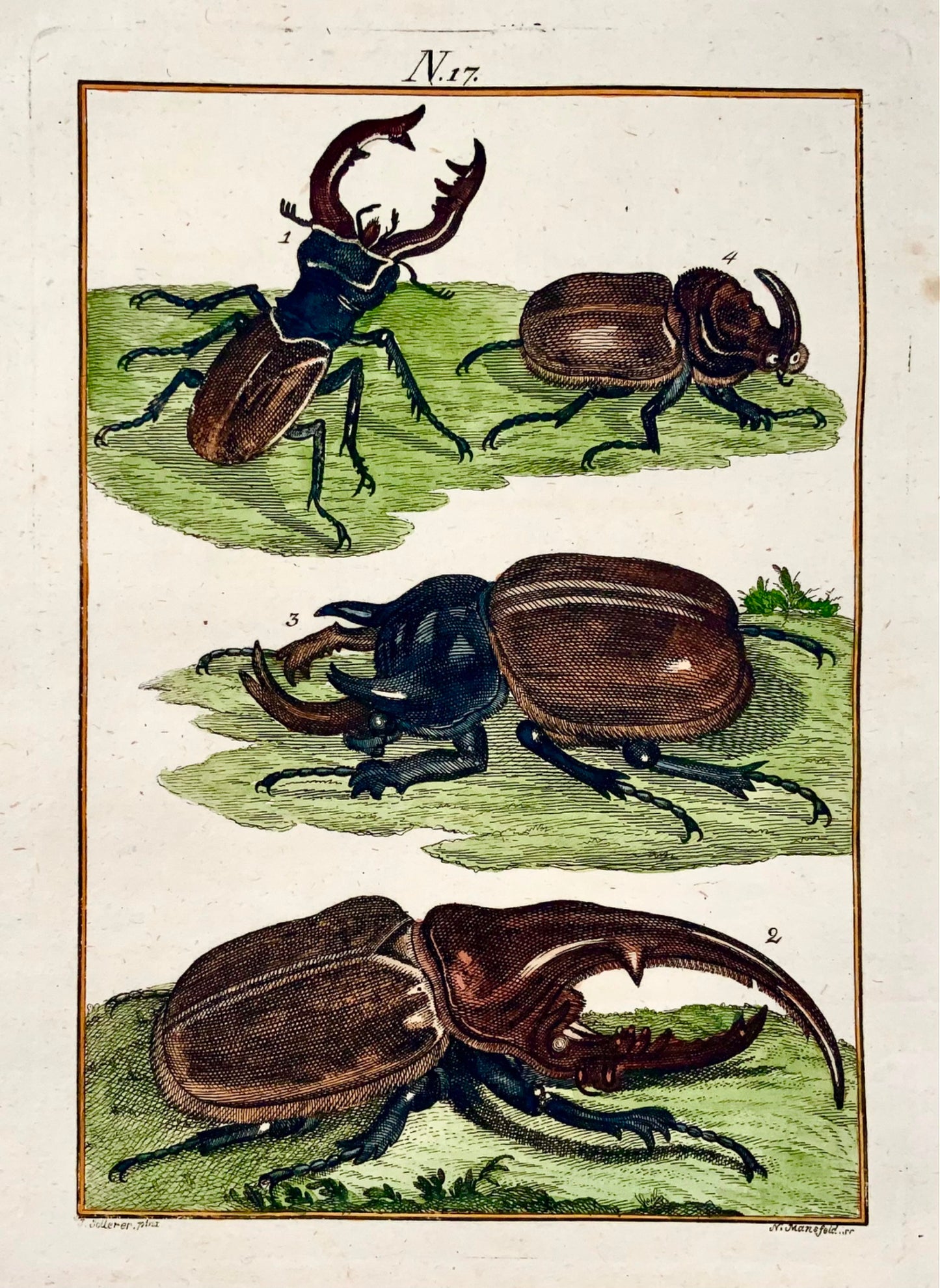 1790 Scarabei, insetti, Joh. Incisione colorata a mano di Sollerer