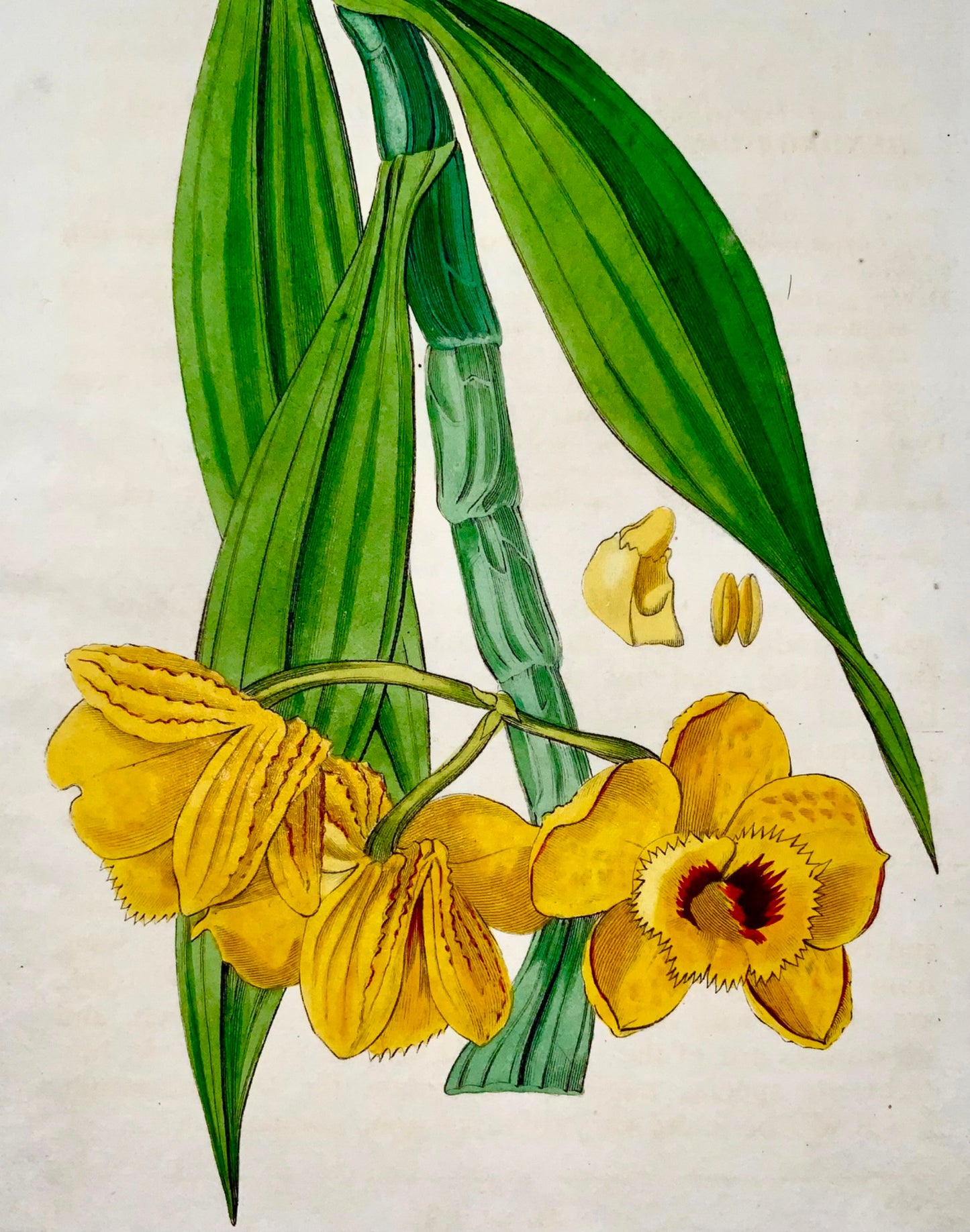 1830 Orchidée, S. Watts, gravure sur cuivre, belle couleur originale à la main, botanique