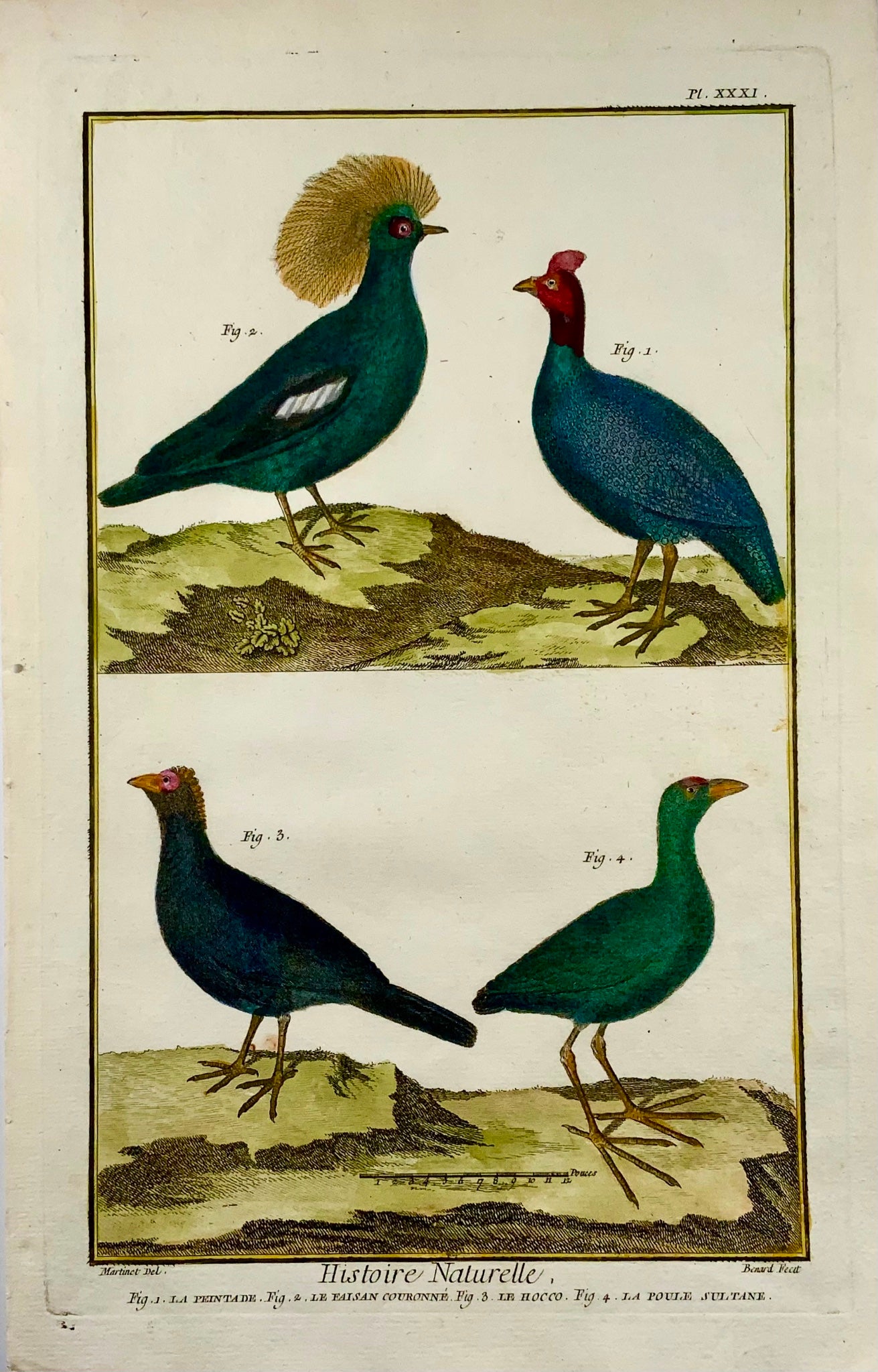 1751 Faraona, Fagiani, ornitologia, Martinet, foglio grande, colore a mano