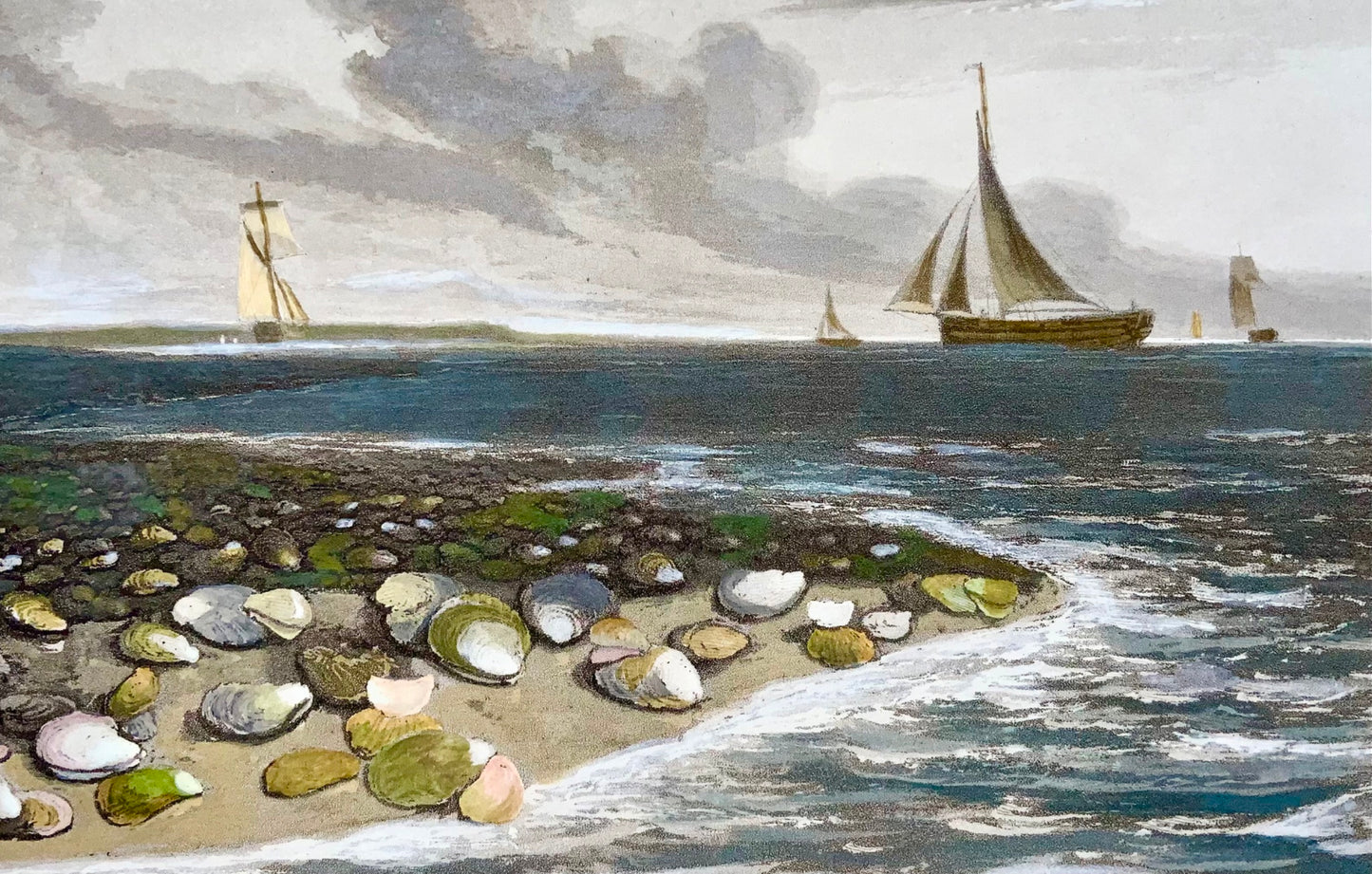 1809 William Daniell, Huîtres, marines, aquatinte colorée à la main, aquatique