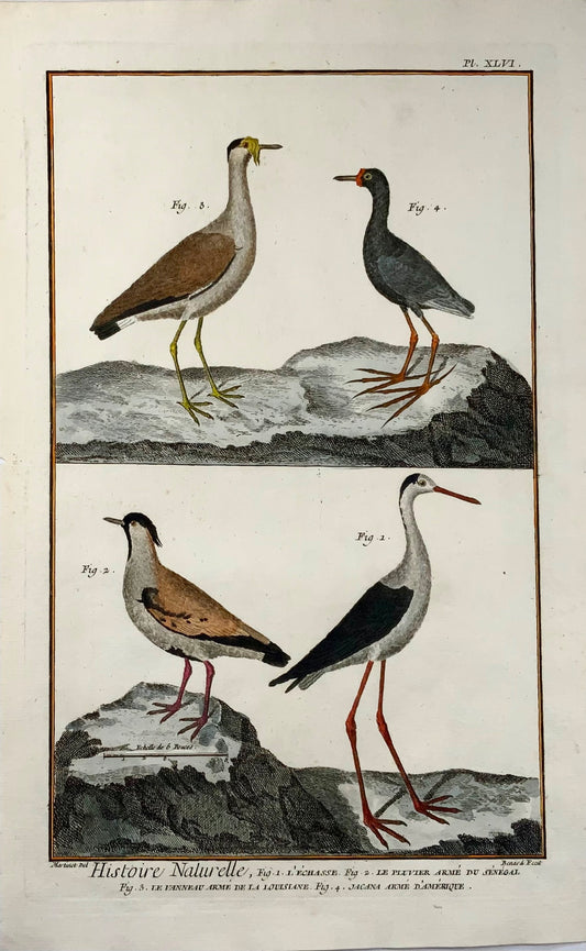 1751 Lawing, Jacana, Plover, ornithology, Martinet, large folio, hand colour